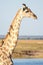 A close-up of a giraffe with birds in Botswana