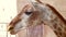 Close Up of Giraffe Chews a Branch with Green Grass and Turn Head to the Camera