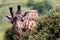 Close up of Giraffe eating from an Acacia tree at Nairobi National Park, Kenya Africa