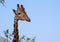 Close-up of a giraffe in front of blue sky background, looking at the camera