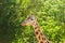 Close-up of a giraffe in front of some green trees. With space for text.