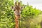 Close-up of a giraffe in front of some green trees. With space for text.