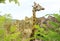 Close-up of a giraffe in front of some green trees. Toned