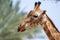 A close up of a giraffe giraffa head in the sunshine in Africa