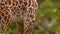 Close Up of Giraffe Head and Body. High quality