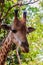 Close up Giraffe head Giraffa camelopardis rothschildi