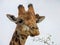 Close up of a giraffe head with a red-billed oxpeckers bird