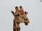 Close up of a giraffe head with red-billed oxpeckers birds