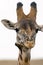 Close up Giraffe head with Yellow-Billed Oxpecker Masai Mara ,Kenya.