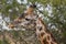 Close up Giraffe head with Yellow-Billed Oxpecker Masai Mara ,Kenya.