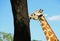 Close up of a giraffe licking a tree