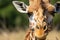 Close up giraffe portrait, making eye contact from outside the house