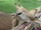 Close-up of Giraffe`s face and neck. giraffe looking over a wood railing nibbling on a human hand