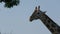 Close up of a giraffe`s head munching on blades of grass