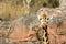 Close up of a giraffe with a stare and with a large rock behind her