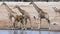 Close up of Giraffes drink water from a small pond in Etosha, Namibia.