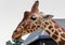 Close up of giraffes head and neck