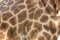 close up of a giraffes skin and patterned fur on a large male giraffe