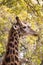 Close-up of Giraffeâ€™s Head between Trees, South Africa