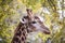 Close-up of Giraffeâ€™s Head between Trees, South Africa