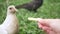 Close-up. girl feeding dove with hands french fries