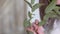 Close-up: girl florist holding a branch of eucalyptus