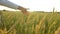 Close up of girl holding arm out of car window in nature wheat field. friend enjoying road trip. Young woman puts her