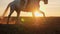 Close-up of girl legs riding on a horse on the field during sunset, slow motion