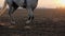 Close-up of girl legs riding on a horse on the field during sunset, slow motion