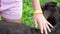 Close up of a girl\'s hand caressing small black calf