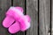 Close-up girl or woman empty glamour fashion fluffy fuzzy slippers standing on wooden floor board background. Toned flip