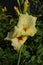 A close up of gladiolus of the `Platini` variety - yellow flowers with a red accents on its lower petals. Pale yellow gladiolus