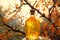Close-up of a glass bottle with sea buckthorn oil and cork against the backdrope of branches