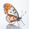 Close-up Glass Butterfly: Conceptual Photography On White Background