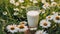 Close-up of glass of fresh milk, green grass and daisies on background. Tasty and healthy beverage