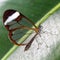 Close up of glass winged butterfly Greta morgane