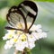 Close up of glass winged butterfly Greta morgane