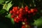 A close up of gleaming red ripe berries of guelder rose (Viburnum opulus)