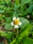 A close up of Gletang (Tridax procumbens) or commonly called Tridax daisy