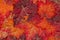 Close-up of Glitter Autumn Leaves Background