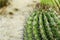 Close up of globe shaped cactus