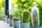 Close up of globe shaped cactus with long thorns whit blur background