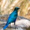 Close-up glossy cape starling lamprotornis nitens