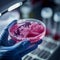 Close up of gloved hand holding petri dish with bacterial culture