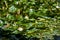 Close up of glowing green water lilly leaves floatin on water with white water lilly blooms