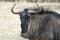 Close-up of gnu blue wildebeest, Etosha