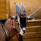 Close-up of a Goat with beautiful horns and wool in a red collar. Clever and watchful look of a goat. Concept