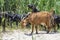 Close up goat with horns and bell grazes in a herd on a sandy beach eating grass, multiple goats on a background, Greece