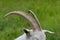 Close-up of the goat horns.  Goat grazing in the yard