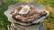 Close-up of goat meat fried on a fire. Grilled sheep ribs. Goat meat is fried in a pan outdoors. selective focus. lamb meat with b